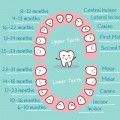 How to name teeth in accordance with international standards